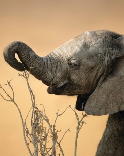 A baby elephant in profile, reaching out to grab tree branches with its trunk.