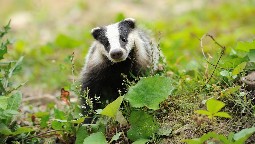 A photo of a cute badger running through green grass