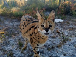 Photograph of a serval, standing on dry ground with grass in the background. The serval is facing towards the camera.