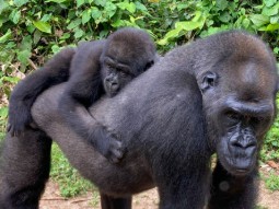 A photo of a young gorilla clinging on to the back of an adult gorilla
