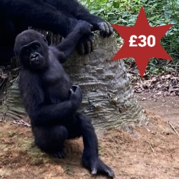 A photo of a young gorilla standing in a natural setting, holding the hand of an older gorilla. A photo of a man wearing a Vet uniform and face mask cradling a pangolin in his arms. There is a star in the top right corner with £30 in it.