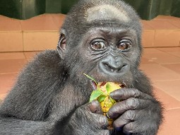 A photo of a baby gorilla nervously eating some fruit.