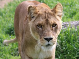 A photo of a lioness walking through green grass towards the camera.