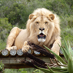 A male lion sitting on top of a wooden platform