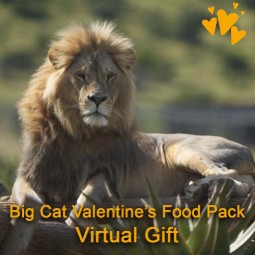 A photo of a lion lying on a wooden platform - the words 'Big Cat Valentine's Food Pack: Virtual Gift' are overlaid.