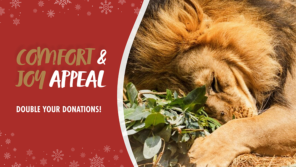 A lose up photo of a lion with his head tucked into a bundle of herbs, with text reading 'Comfort & Joy Appeal Double Your Donations!'