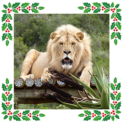 A male lion on a platform
