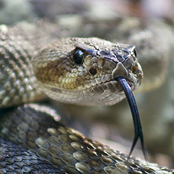 Close up of a black tailed rattlesnake