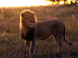 A photo of a majestic male lion, with the sun setting behind him