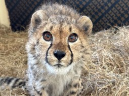 A photo of a young cheetah in a hospital pen filled with straw, looking directly into the camera with big eyes