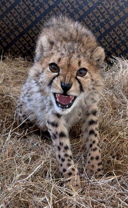 A photo of a young cheetah cub on a bed of fresh hay, face screwed-up as if hissing at the camera.