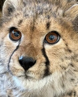 A close-up photo of a young cheetah looking into the camera lens.