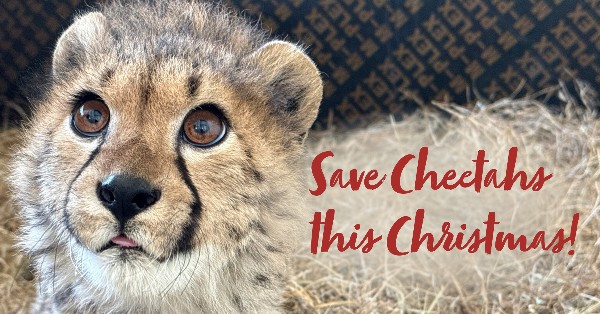A close-up photo of a young cheetah looking up at the camera with her tongue pertially poking-out, with the words: 'Save Cheetahs this Christmas'