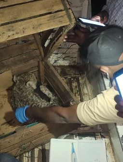 A photo of a cheetah cub lying inside a wooden crate, being examined by a man wearing blue gloves.