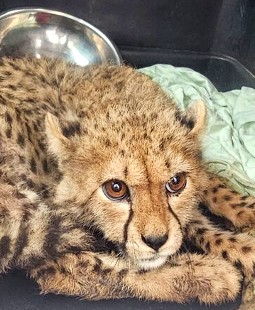 A close-up image of a cheetach bub lying down with her head on her paws.