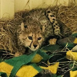 A photo of a cheetah cub on a bed of straw, with a yellow and green blanket.