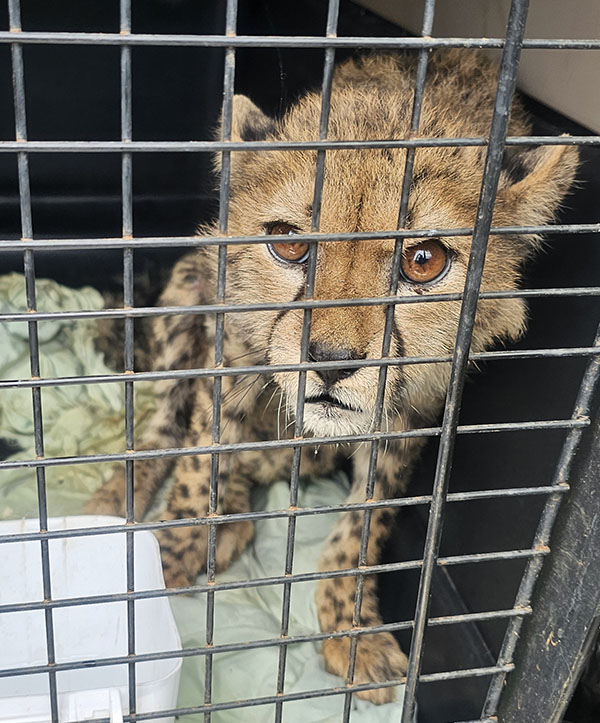 A photo of a young cheetah cub inside a travel crate.