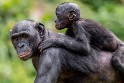 Photograph of an adult bonobo walking through a green leafy setting, with a baby bonobo clinging to her back. The scene captures natural behaviour and bond between mother and offspring in a wildlife setting.