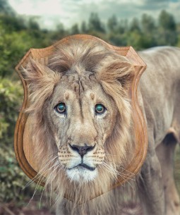 A computer-generated image of a lion with a trophy board behind his head - it looks like he is a living 'trophy'.