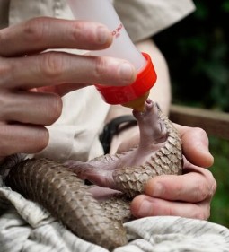 A photo of a tiny baby pangolin resting in the palm of someone's hand, whilst wrapped in a blanket and being bottle fed.