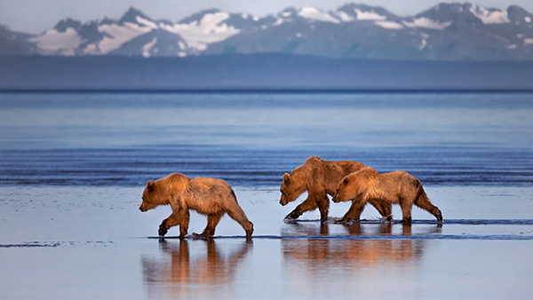 Three brown bears walking across water in front of a mountain landscape