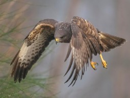 A photo of a buzzard in flight, looking like its about to swoop down on its prey. The background is blurred and muted.