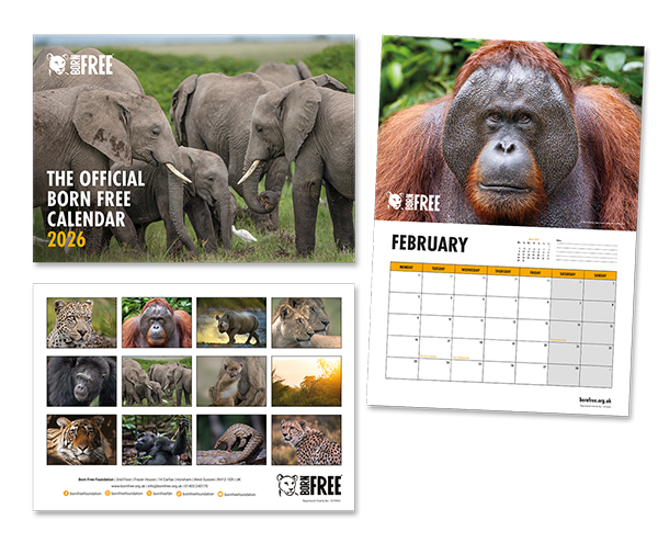 A montage of the front cover and inner pages of the Born Free 2026 calendar