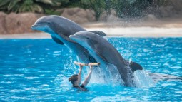 A photo of two captive dolphins leaping over a person's arm in a pool