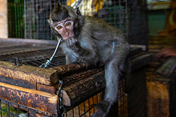 A captive primate with rope around its neck on top of a cage