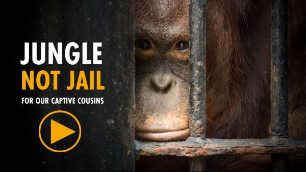 A photo of an orangutan looking through the bars of a cage. The words 'JUNGLE NOT JAIL FOR OUR CAPTIVE COUSINS' are overlaid - click to play the video.