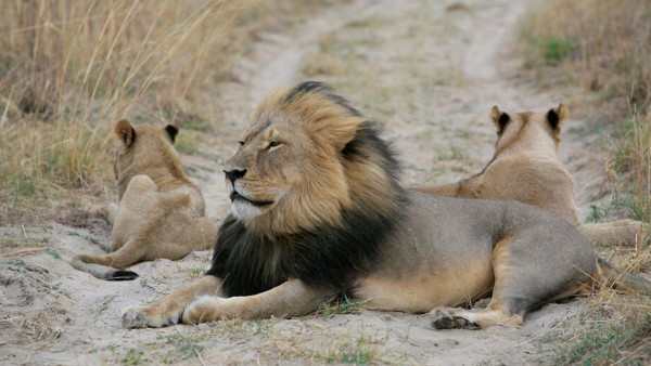 A photo of Cecil the lion lying down, in profile, with the wind blowing through his mane. Two adolescent lions are lying close to him.