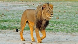 A photo of Cecil the lion walking across the green savannah.