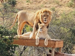 A photo of a lion standing over a lioness who is lying down. They are both on a wooden viewing platform with lush vegetation in the background.