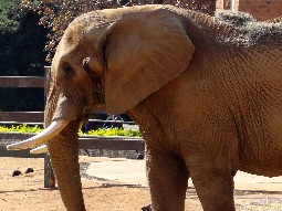 An adult elephant in a captive setting
