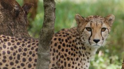 A photo of a cheetah peeping out from behind a tree