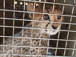 A photo of a cheetah cub inside a travelling crate.