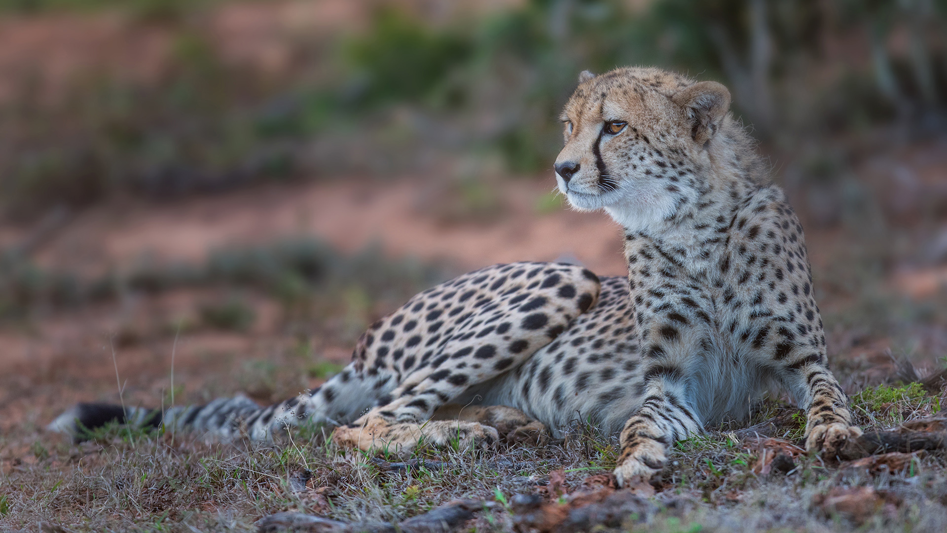 Renew your monthly cheetah adoption | Born Free