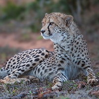 A cheetah sitting alert on the ground