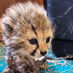Photograph of a close-up view of a young cheetah cub with soft, fluffy fur and distinctive black tear markings on its face. The cub is positioned on a blue surface with straw scattered around and a dark background.