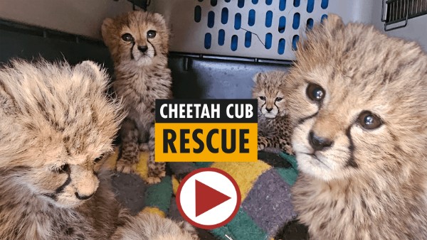 Photograph of four cheetah cubs inside a crate, with a label 