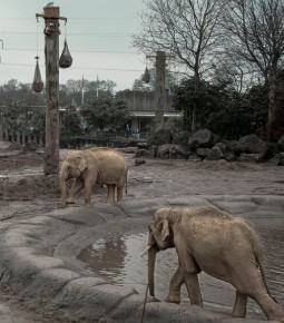 Two elephants walking around in a muddy enclosure
