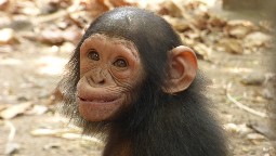 A young chimpanzee smiling at the camera
