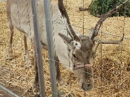 A photo of a reindeer standing in a pen at a Christmas event, with a discarded Christmas Tree  in the background