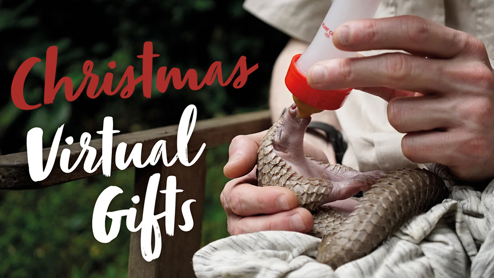 A tiny pangolin being bottle fed, text reads Christmas Virtual Gifts