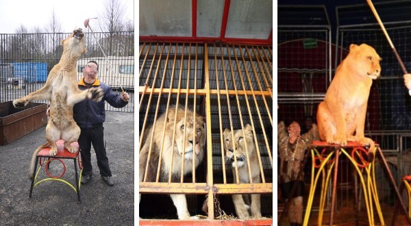 A triptych photograph showing three scenes of big cats in captivity. The left panel depicts a lioness standing on a stool with a trainer holding a stick, the middle panel shows two lions behind metal bars in a cage, and the right panel features a lioness sitting upright on a stool performing in a circus-like setting.
