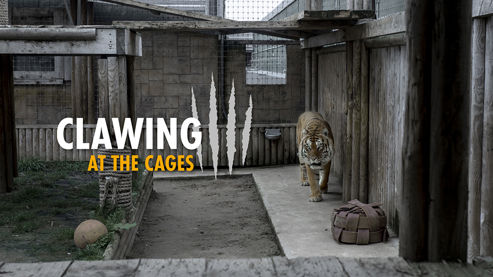 A tiger paces in a small zoo enclosure, text reads 'Clawing at the Cages'