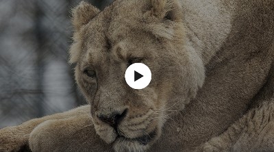A photo of a captive lioness, lying with her head on her paws and looking depressed. There is a 'PLAY' button overlaid - click to start video