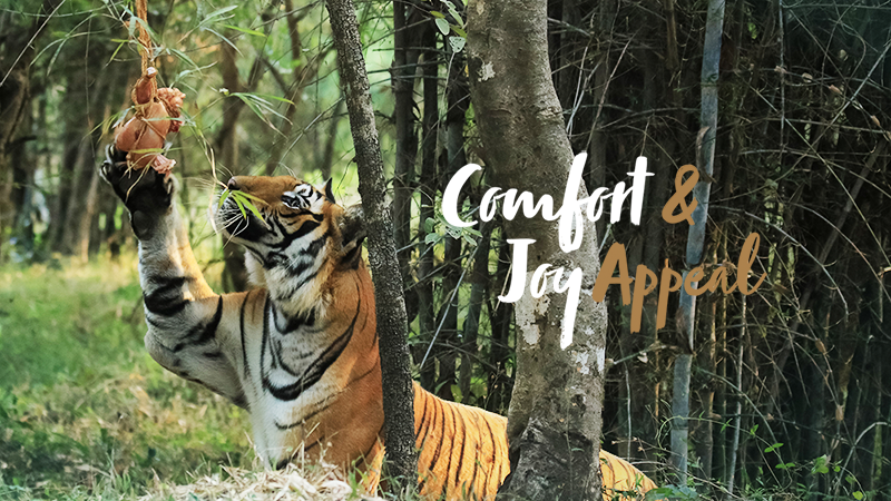A photo of a tiger reaching up to grab food hanging from a tree, in a natural forest setting. The words 'Comfort & Joy Appeal' are overlaid.