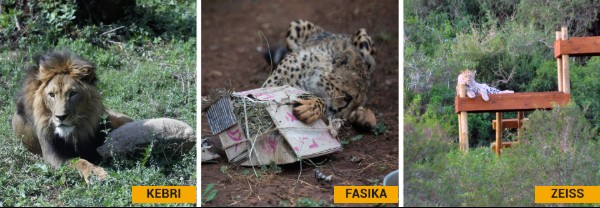 Three photos side by side: Kebri the lion lying happily in long grass with a sack of food; Fasika the cheetah rolling on her back with a boz of fragrant leaves between her paws; Zeiss the leopard lying on a wooden platform overlooking a natural African landscape.