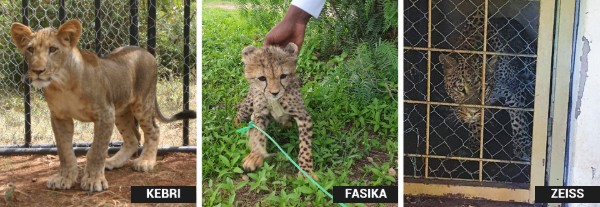 Three photos side by side: Kebri the young lion in a fenced enclosure; Fasika the cheetah cub with a rope around her leg; Zeiss the leopard in a tiny zoo enclosure.